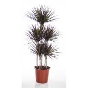 Драцена маргината Маджента карусель 32/150