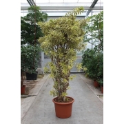 Драцена рефлекса Сонг оф Индия бранч