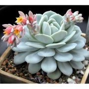 Эхеверия ассорти