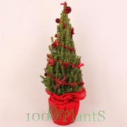 Елка декорированная Коника