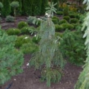 Ель бревера 80-100см