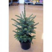 Ель голубая