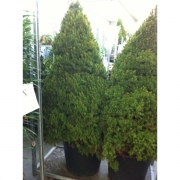 Ель канадская Коника 140 см