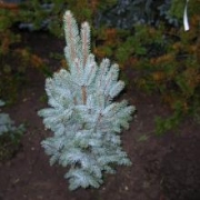 Ель колючая 'Айсели Фастигиате' 50-60см