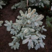 Ель колючая 'Baby Blue Eyes' 40-60см