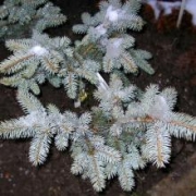 Ель колючая Белобок 