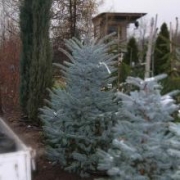 Ель колючая 'Блю Маунтин' 140-160см