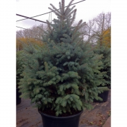 Ель колючая 'Глаука' 120-140см