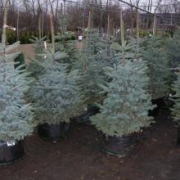 Ель колючая 'Глаука' 150-170см