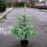 Ель колючая 'Глаука' 50-60см