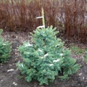 Ель колючая 'Глаука' 80-100см