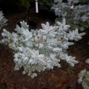 Ель колючая 'Глаука Глобоза' 60-70см