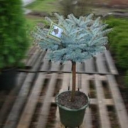 Ель колючая 'Глаука Глобоза'