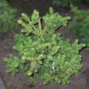 Ель колючая 'Лаки Страйк' 30-40см