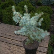 Ель колючая 'Mecki' 30-40см