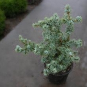 Ель колючая 'Mecki' 40-50см