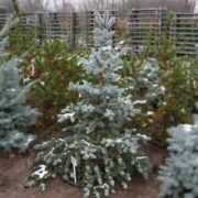 Ель колючая 'Ольденбург' 100-125см