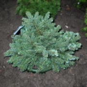 Ель колючая 'Вальдбрюнн' 30-40см