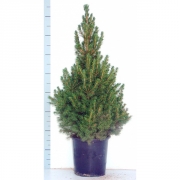 Ель Коника 110см.