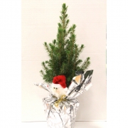 Ель Коника 30см.