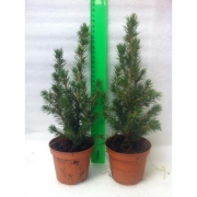 Ель Коника 30см.