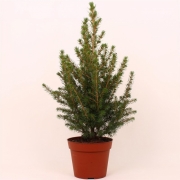 Ель Коника в контейнере