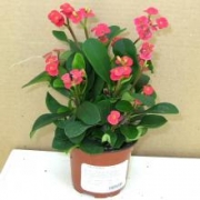 Эуфорбия Милли