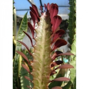 Эуфорбия Тригона Рубра