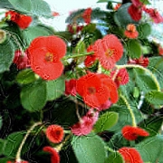 Эуфорбия в кашпо