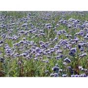 Фацелия 20кг