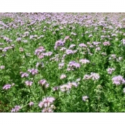 Фацелия пижмолистная 1кг