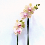Фаленопсис 2 цветоноса