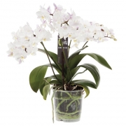 Фаленопсис мини