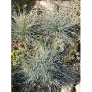 Фестука овечья