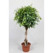 Фикус бенжамина Экзотика штамб 40/180