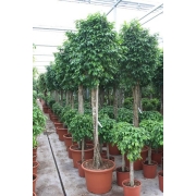 Фикус бенжамина Колумнар штамб