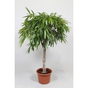 Фикус бинн. Али 40/170