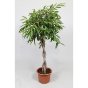 Фикус бинн. Амстел Кинг плетеный штамб 40/170