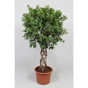 Фикус микрокарпа 45/170