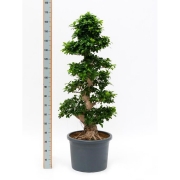 Фикус микрокарпа Гинсенг 45/160