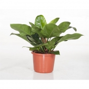 Филодендрон Империал Грин 32/70