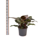 Филодендрон Империал Ред 35/80