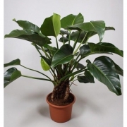 Филодендрон Конго 40/130