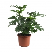 Филодендрон Селлоум Кам Лауд 32/90