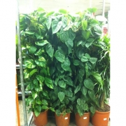 Филодендрон Сканденс 27/160