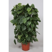 Филодендрон Сканденс сетка 27/120