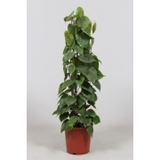 Филодендрон