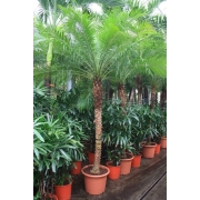 Финик Робелини штамб 55/300