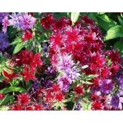 Флокс Друммонда