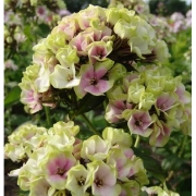 Флокс Sherbet blend